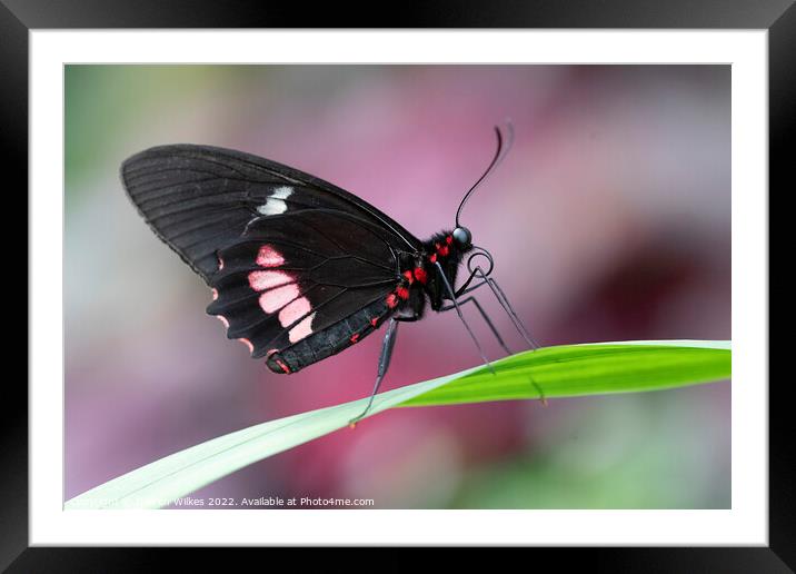 Ruby - Spotted Swallowtail Framed Mounted Print by Darren Wilkes