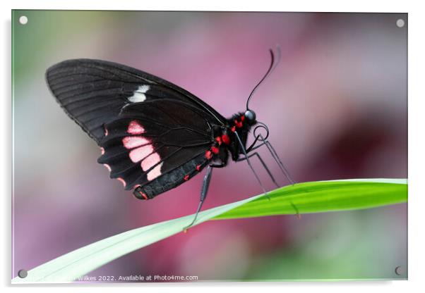 Ruby - Spotted Swallowtail Acrylic by Darren Wilkes