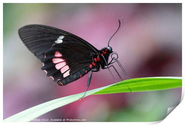 Ruby - Spotted Swallowtail Print by Darren Wilkes