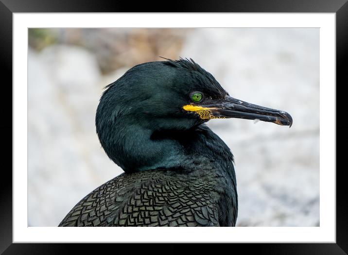 Shag Framed Mounted Print by Mark Hetherington