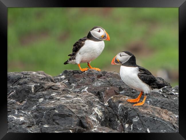 Puffins, Farne Islands Framed Print by Mark Hetherington