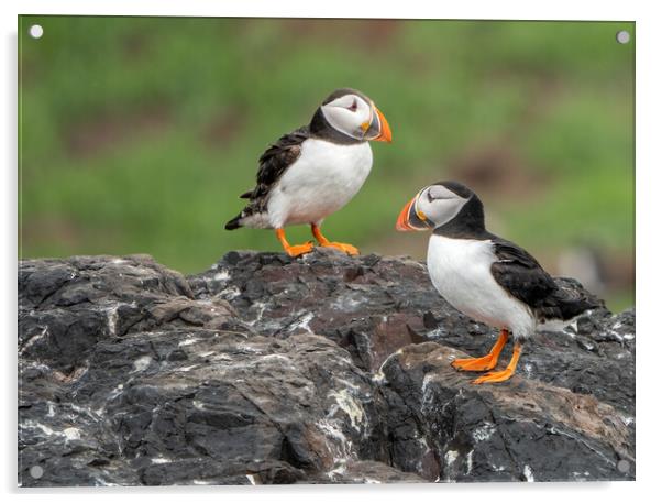 Puffins, Farne Islands Acrylic by Mark Hetherington