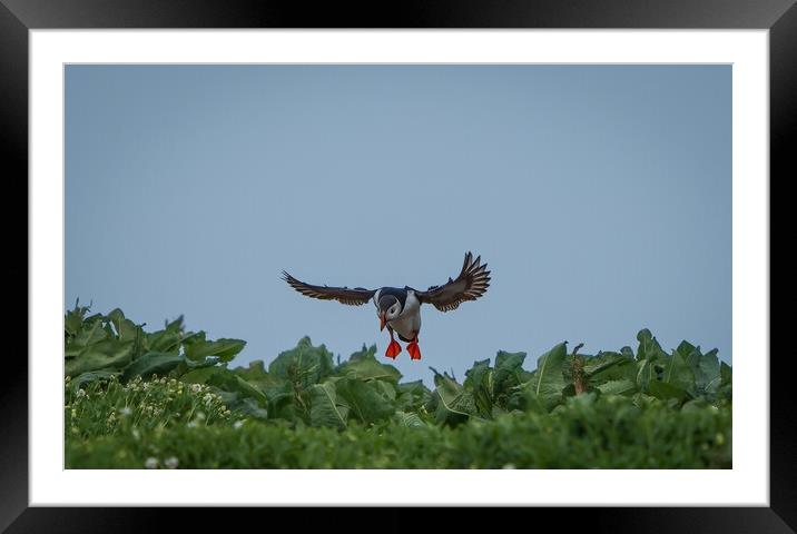 Incoming Puffin  Framed Mounted Print by Mark Hetherington