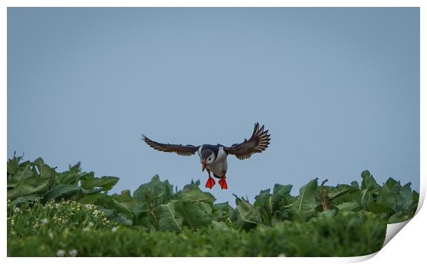 Incoming Puffin  Print by Mark Hetherington