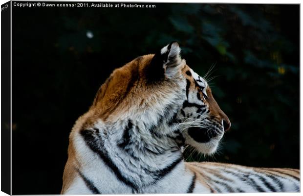 Tiger, Panthera tigris tigris Canvas Print by Dawn O'Connor
