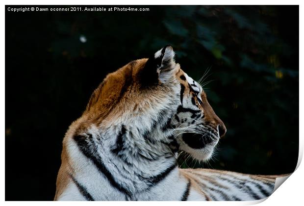 Tiger, Panthera tigris tigris Print by Dawn O'Connor