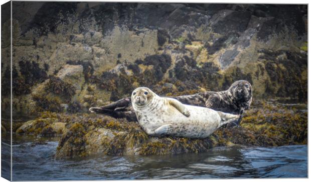 Seals lounging around Canvas Print by Mark Hetherington