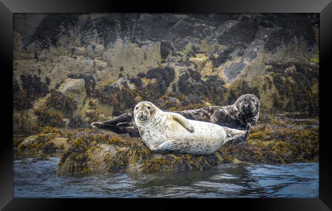 Seals lounging around Framed Print by Mark Hetherington