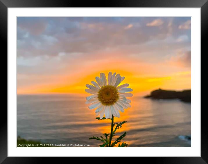 Abereiddy Bay Daisy Sunset  Framed Mounted Print by nic 744
