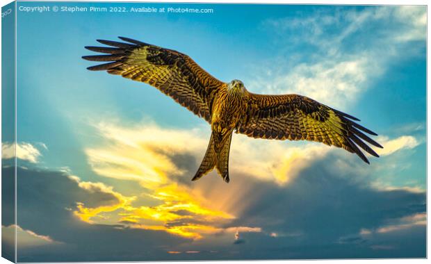 Red Kite in Flight at Sunset Canvas Print by Stephen Pimm