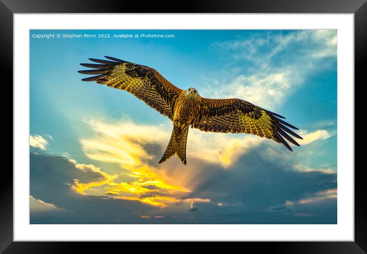 Red Kite in Flight at Sunset Framed Mounted Print by Stephen Pimm