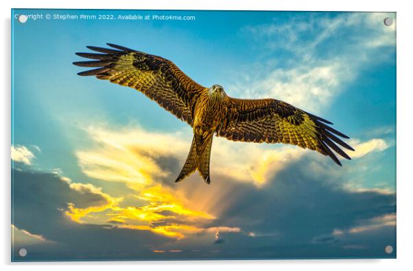 Red Kite in Flight at Sunset Acrylic by Stephen Pimm