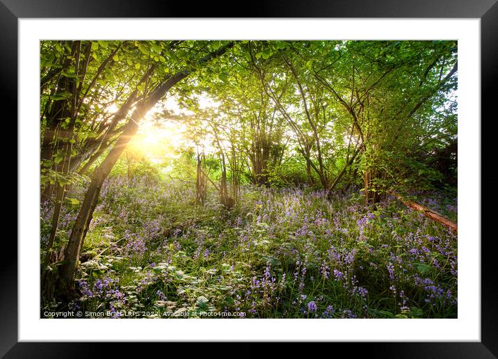 Sunrise streaming through bluebell wood in spring Framed Mounted Print by Simon Bratt LRPS