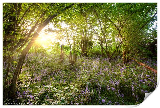 Sunrise streaming through bluebell wood in spring Print by Simon Bratt LRPS