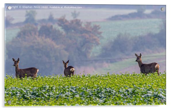 Wild Roe Deer in a field of Rapeseed Acrylic by Stephen Pimm