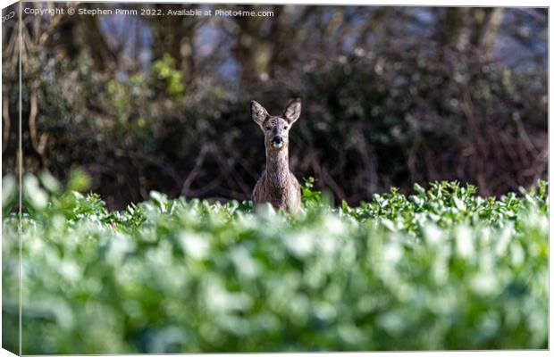 A Wild Roe Deer in a field Canvas Print by Stephen Pimm