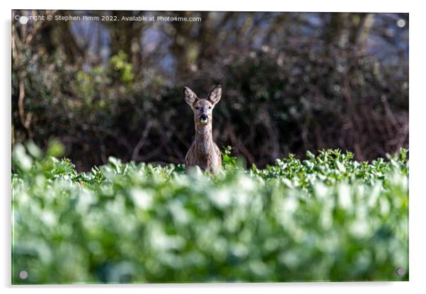 A Wild Roe Deer in a field Acrylic by Stephen Pimm