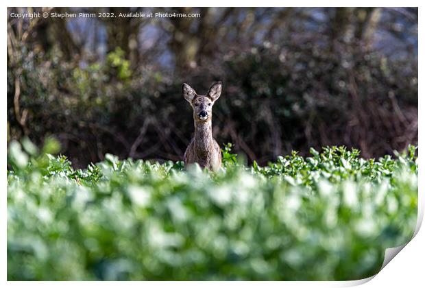 A Wild Roe Deer in a field Print by Stephen Pimm