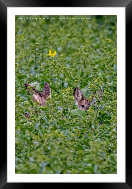 Wild Roe Deer hiding in a field Framed Mounted Print by Stephen Pimm