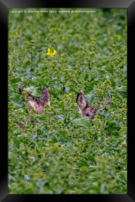 Wild Roe Deer hiding in a field Framed Print by Stephen Pimm