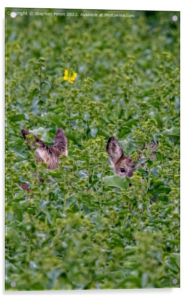 Wild Roe Deer hiding in a field Acrylic by Stephen Pimm