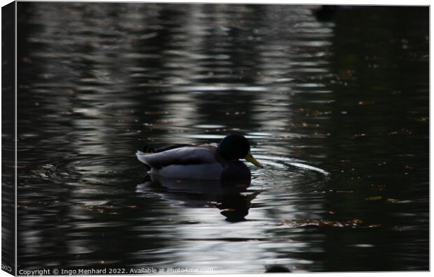 Mallard duck in a lake Canvas Print by Ingo Menhard