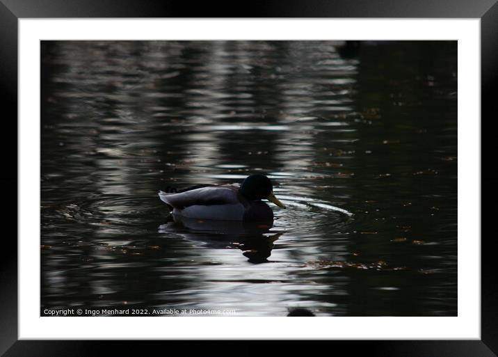 Mallard duck in a lake Framed Mounted Print by Ingo Menhard