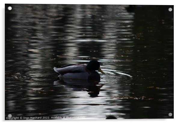 Mallard duck in a lake Acrylic by Ingo Menhard