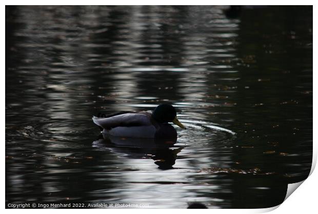 Mallard duck in a lake Print by Ingo Menhard