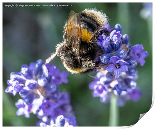 Bee on Lavender Print by Stephen Pimm