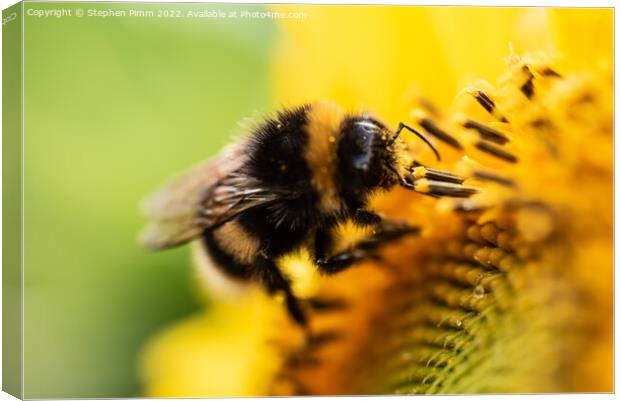 Bee on Sunflower Canvas Print by Stephen Pimm