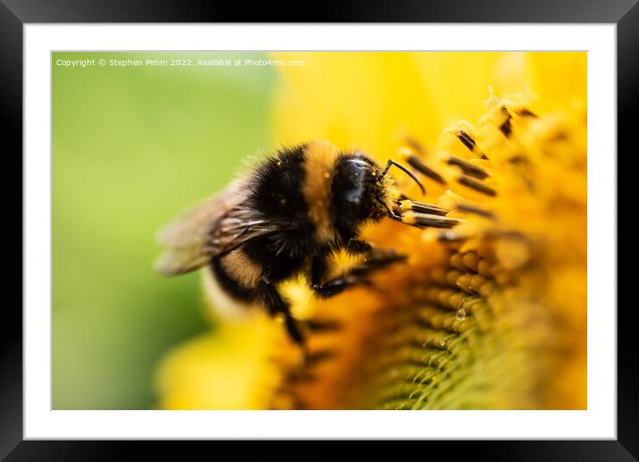 Bee on Sunflower Framed Mounted Print by Stephen Pimm