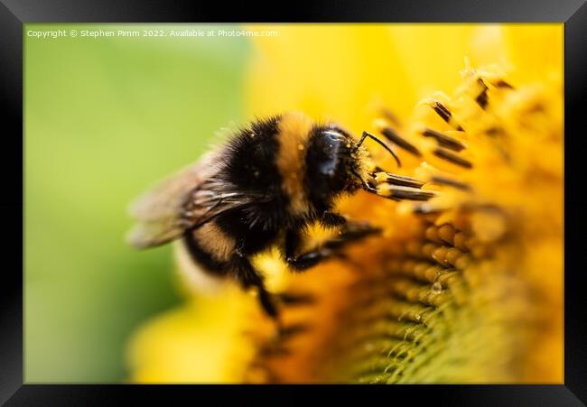 Bee on Sunflower Framed Print by Stephen Pimm