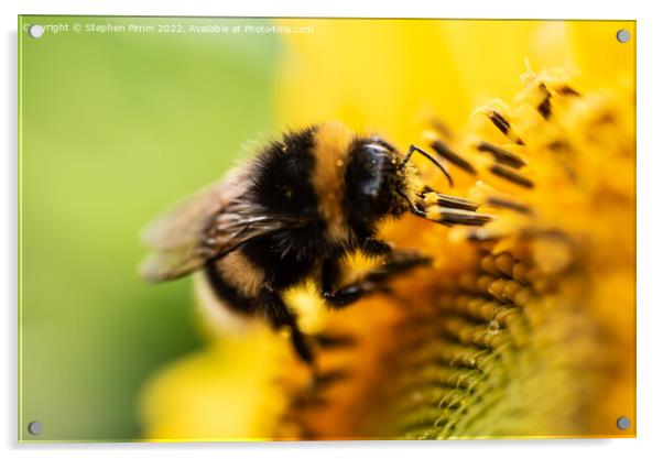 Bee on Sunflower Acrylic by Stephen Pimm