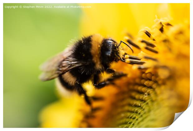 Bee on Sunflower Print by Stephen Pimm