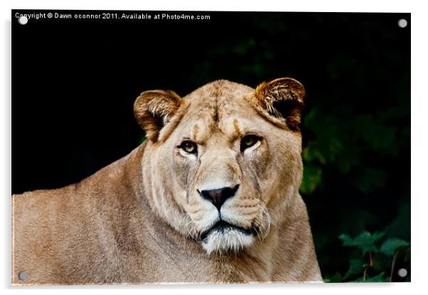 Barbary/Atlas Lion - Panthera leo leo Acrylic by Dawn O'Connor