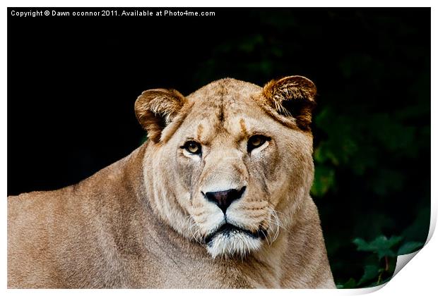 Barbary/Atlas Lion - Panthera leo leo Print by Dawn O'Connor