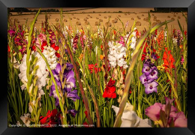 Radiant Gladioli Field Framed Print by DAVID FRANCIS