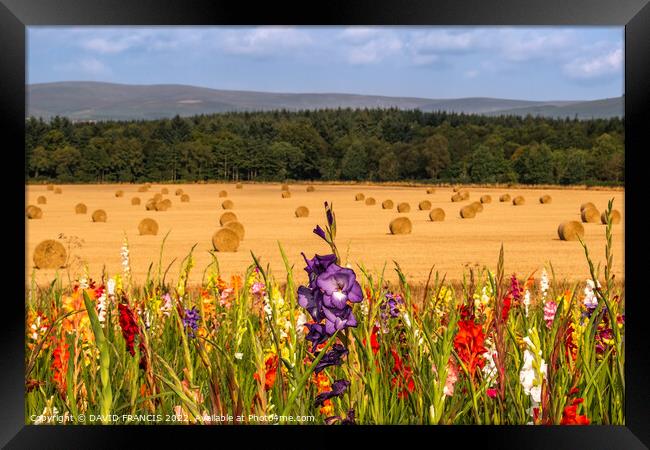 Vibrant Autumn Gladioli Field Framed Print by DAVID FRANCIS