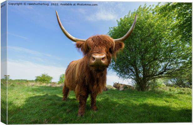 The Rugged Majesty of Scottish Highland Cattle Canvas Print by rawshutterbug 