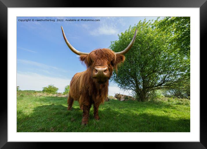 The Rugged Majesty of Scottish Highland Cattle Framed Mounted Print by rawshutterbug 