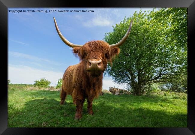 The Rugged Majesty of Scottish Highland Cattle Framed Print by rawshutterbug 