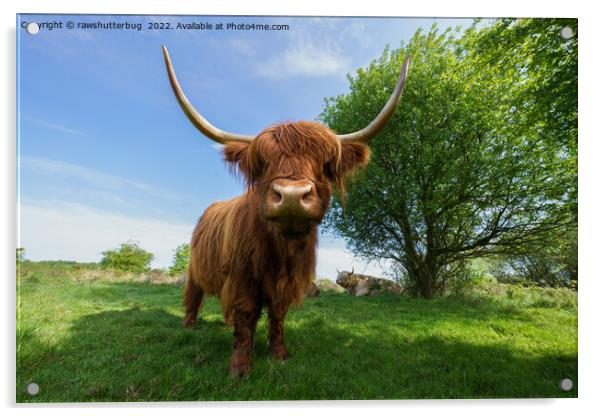 The Rugged Majesty of Scottish Highland Cattle Acrylic by rawshutterbug 