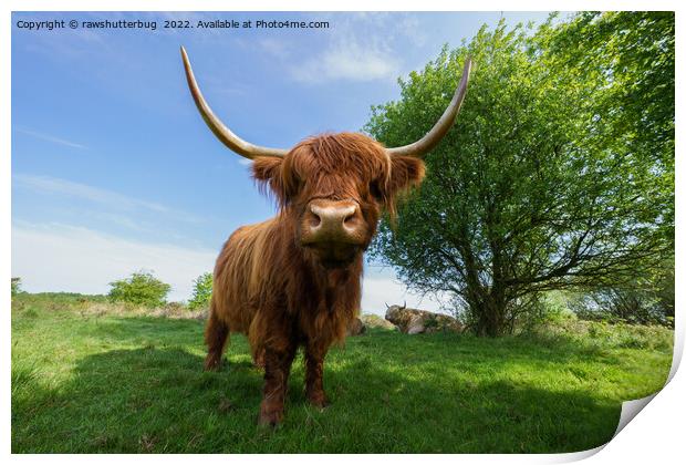 The Rugged Majesty of Scottish Highland Cattle Print by rawshutterbug 