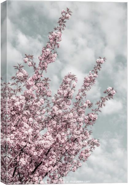 Cherry blossoms with sky view Canvas Print by Melanie Viola