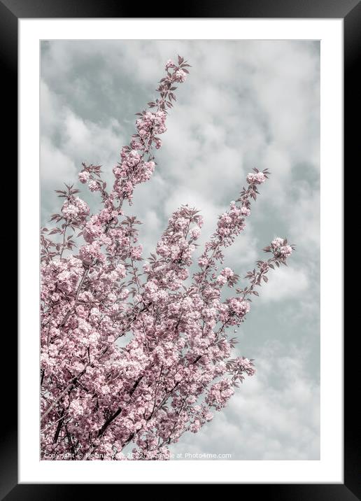Cherry blossoms with sky view Framed Mounted Print by Melanie Viola