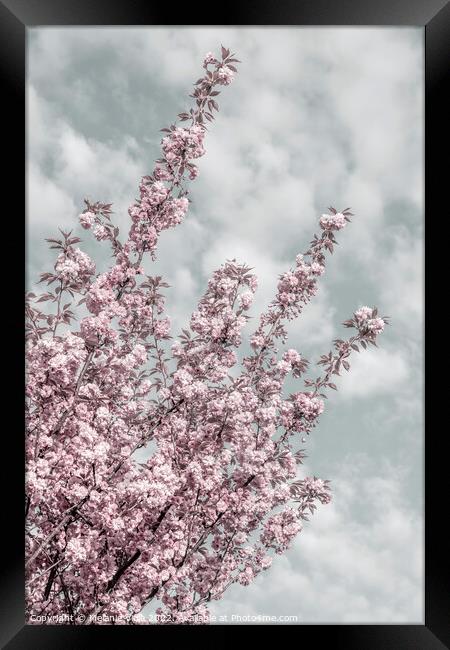 Cherry blossoms with sky view Framed Print by Melanie Viola