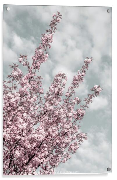 Cherry blossoms with sky view Acrylic by Melanie Viola