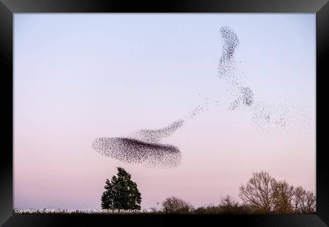 Starling Murmuration Framed Print by Graham Light