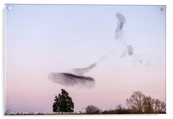 Starling Murmuration Acrylic by Graham Light